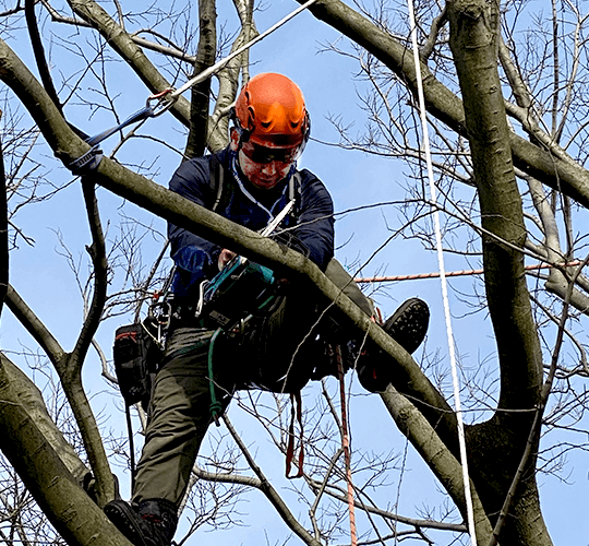 木登り伐採作業中