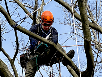 木登り伐採作業中